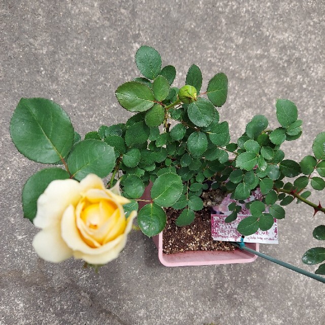 薔薇の苗 ハンドメイドのフラワー/ガーデン(プランター)の商品写真