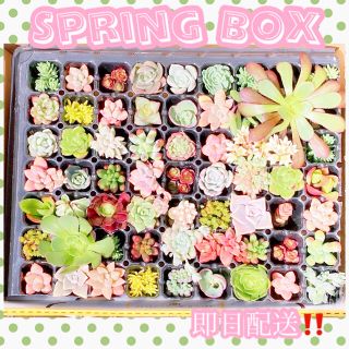 ルポゼ　多肉植物　Spring BOX2 (その他)