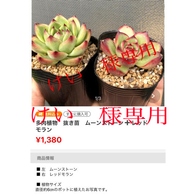 多肉植物　まどめセットハンドメイド