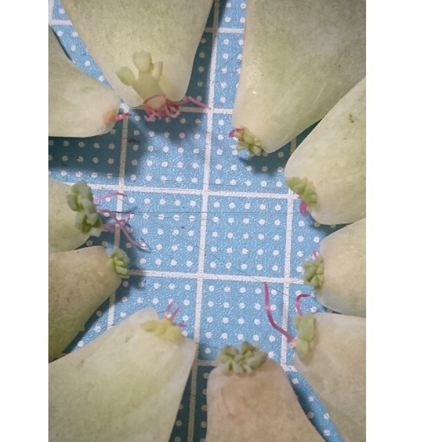 多肉植物白牡丹葉挿したっぷり ハンドメイドのフラワー/ガーデン(その他)の商品写真