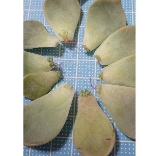 多肉植物白牡丹葉挿したっぷり(その他)