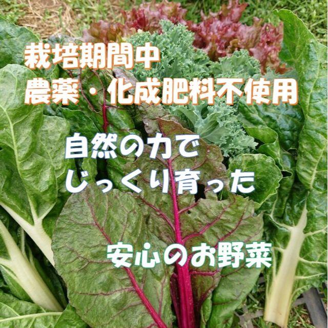 すっかり春だね　春野菜詰め合わせ　８０サイズ　４月２６日以降の発送 食品/飲料/酒の食品(野菜)の商品写真