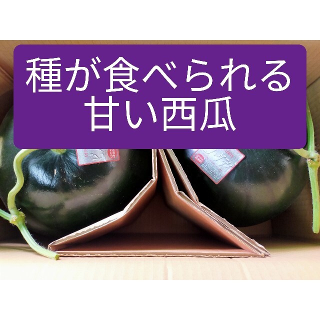 大玉西瓜ピノダディ、2Lサイズ2玉入、熊本産 食品/飲料/酒の食品(フルーツ)の商品写真