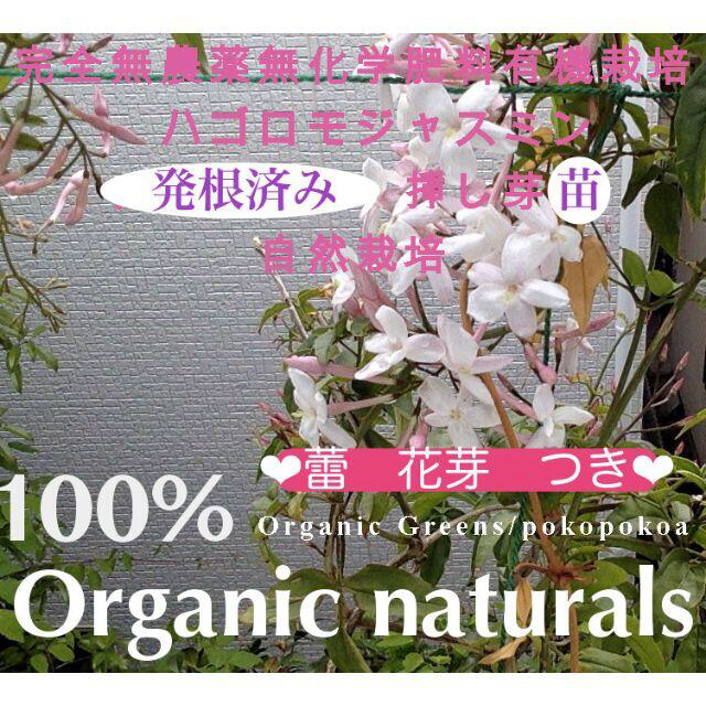 羽衣ジャスミン ハゴロモジャスミン 苗 抜き苗 オーガニック クリックポストの通販 By Tokyo Closet Organic Greens ラクマ