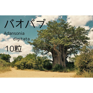 バオバブ【 Adansonia digitata 】* 10粒(その他)