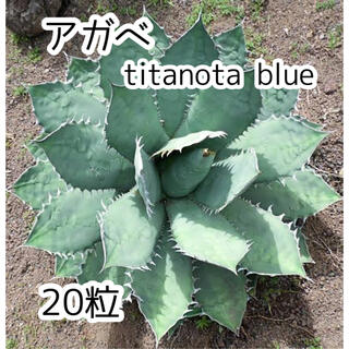 アガベ 【 titanota blue 】* 20粒(その他)