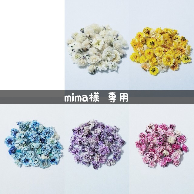 【mima様専用】かすみ草のドライフラワー ハンドメイドのフラワー/ガーデン(ドライフラワー)の商品写真