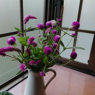 花種  千日紅     野ゲイトウ(その他)