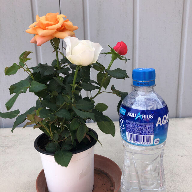 ミニ薔薇　マースランド三色セット ハンドメイドのフラワー/ガーデン(その他)の商品写真