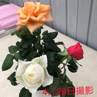 ミニ薔薇 マースランド三色セットの通販 by ドラえもん's shop｜ラクマ