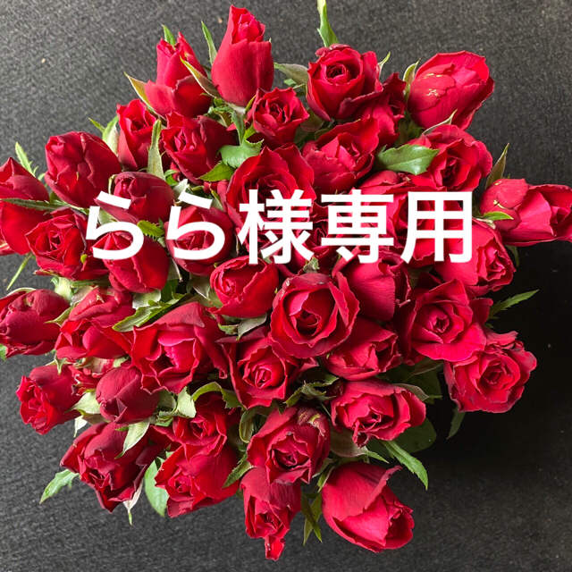 バラ　切り花・生花　フルフル（赤しぼり）30㎝50本　産地直送　鮮度抜群！赤薔薇