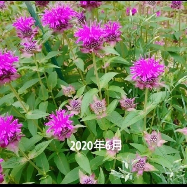 モナルダ新芽5葉以上☆パープル系 ハンドメイドのフラワー/ガーデン(その他)の商品写真