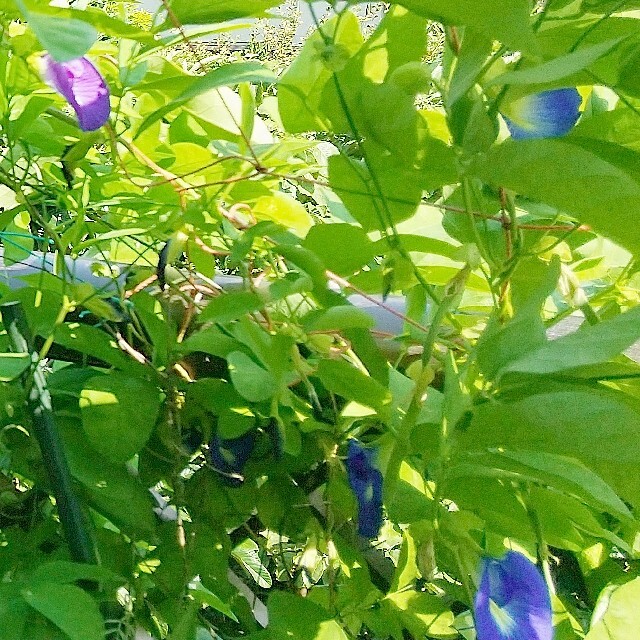 【2020年採取】 蝶豆(バタフライピー、クリトリア)の種 30粒(補償用に多め ハンドメイドのフラワー/ガーデン(その他)の商品写真