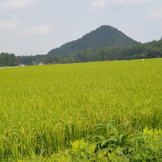 【スーパーな】 令和2年産栃木県特一等米コシヒカリ玄米無農薬にて作ったお米です！！の れまで