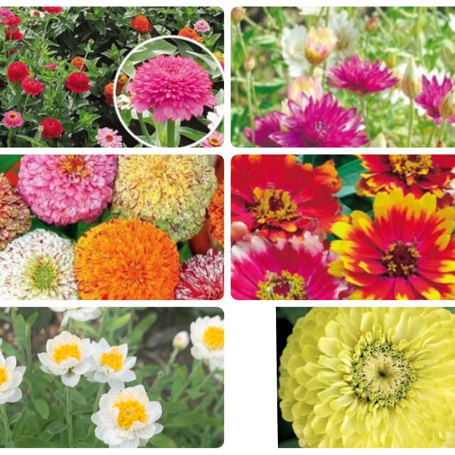 花種6種セット ハンドメイドのフラワー/ガーデン(その他)の商品写真