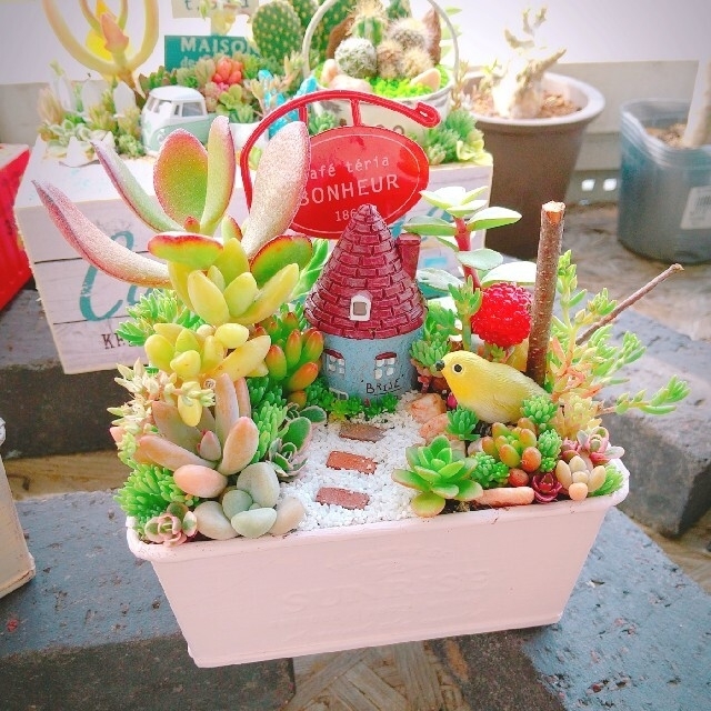 あめや様 専用 多肉植物 寄せ植え ハンドメイドのフラワー/ガーデン(その他)の商品写真