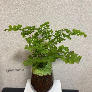 アジアンタム 観葉植物 ハイドロカルチャーの通販 ラクマ