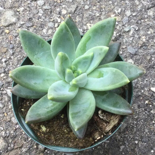 多肉植物　ヒアリウム　抜き苗