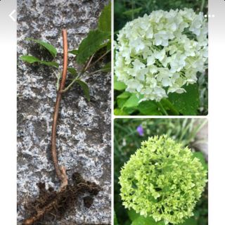 紫陽花 アナベル 抜き苗 1株(その他)