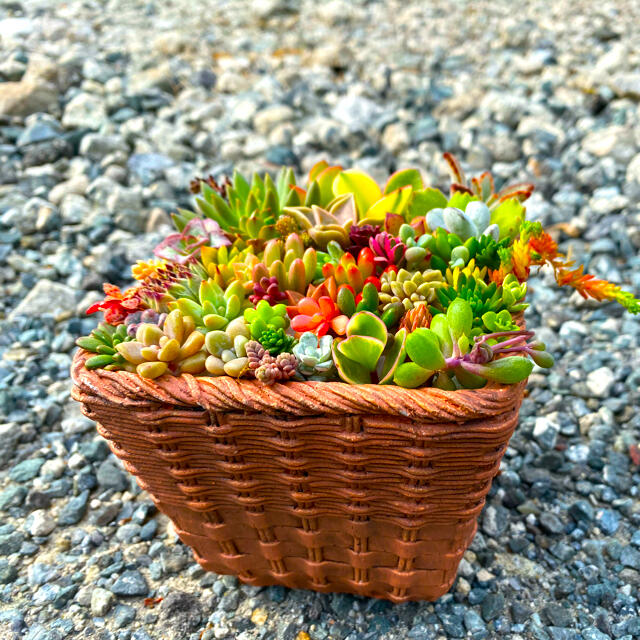 多肉植物　詰め合わせセット ハンドメイドのフラワー/ガーデン(その他)の商品写真