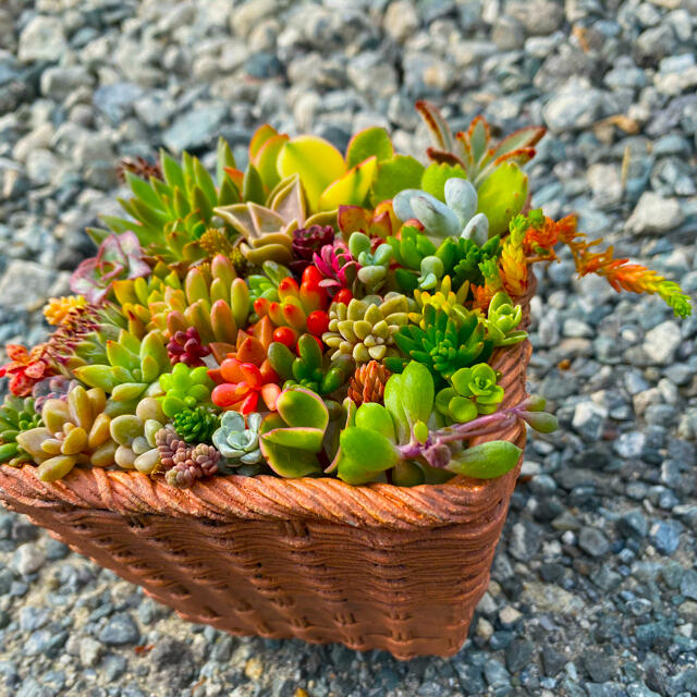 多肉植物　詰め合わせセット ハンドメイドのフラワー/ガーデン(その他)の商品写真