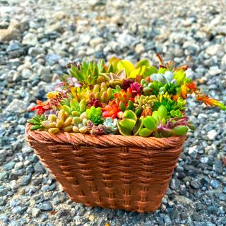 多肉植物　詰め合わせセット(その他)