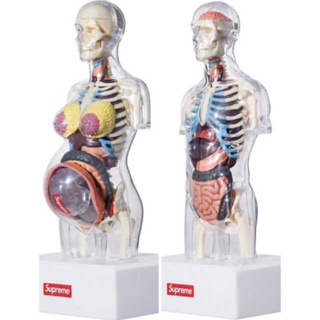 Supreme Anatomy Model 男女2体セット　人体模型 | フリマアプリ ラクマ