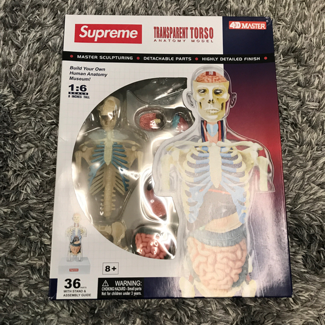 Supreme Female Anatomy Model 2体セット　人体模型