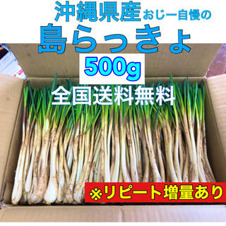 500g＋増量　沖縄県産　島らっきょう(野菜)
