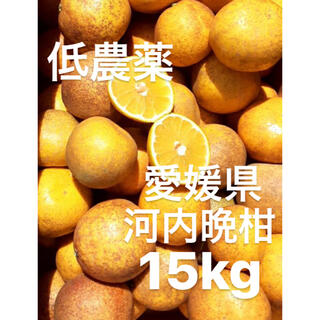 ・愛媛県　低農薬　宇和ゴールド　河内晩柑　15kg(フルーツ)