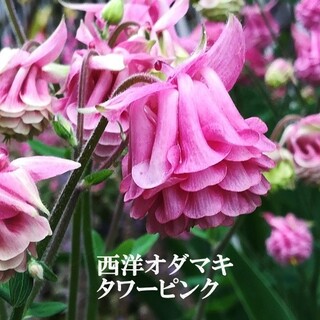 春まき花の種　　西洋オダマキ・タワーピンクの種を50粒(その他)