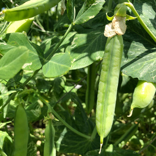 ⭐️無農薬⭐️ウスイエンドウ　 食品/飲料/酒の食品(野菜)の商品写真