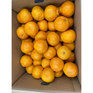 最終入荷❗️鹿児島県産 デコあま L 約10kg(フルーツ)