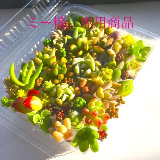 ミー様専用商品　多肉植物　セダム⭐︎その他カット苗パック　15種類以上(その他)