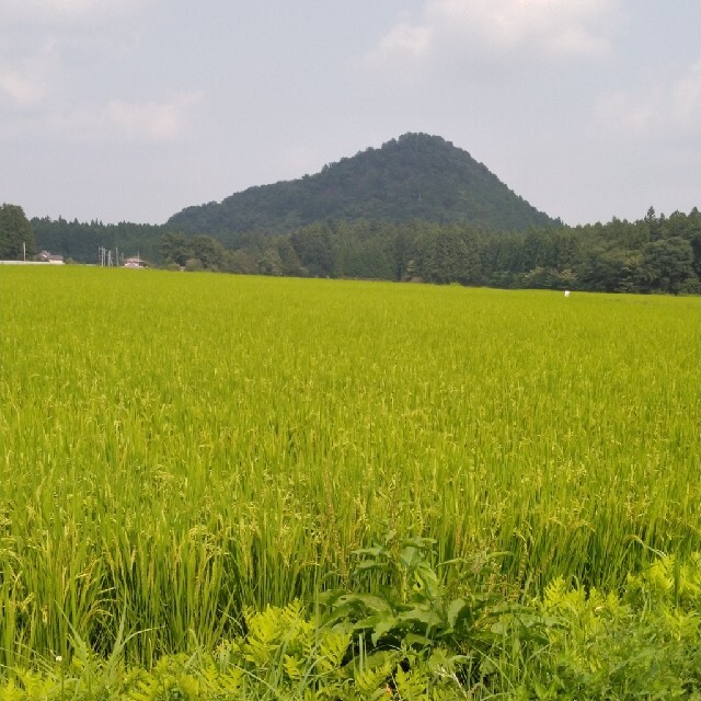 まめでん様専用令和2年産栃木県特一等米コシヒカリ玄米40キロ無農薬の