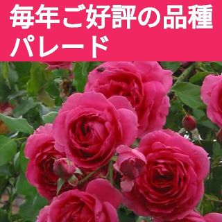 パレード　薔薇苗(バラ苗)挿し木用　挿し穂(その他)