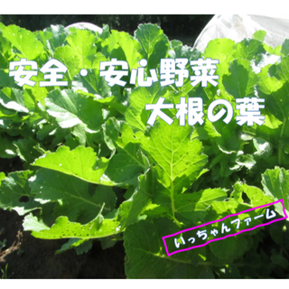 とよじん様専用　安全・安心野菜　大根の葉　８０サイズにて(野菜)