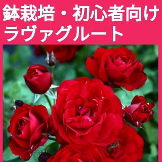 ラヴァグルート　薔薇苗(バラ苗)挿し木用　挿し穂(その他)