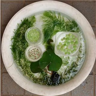 数量限定　睡蓮　水草　セット(アクアリウム)