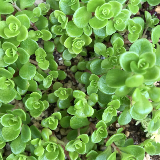 多肉植物　セダム  カット苗 ハンドメイドのフラワー/ガーデン(その他)の商品写真