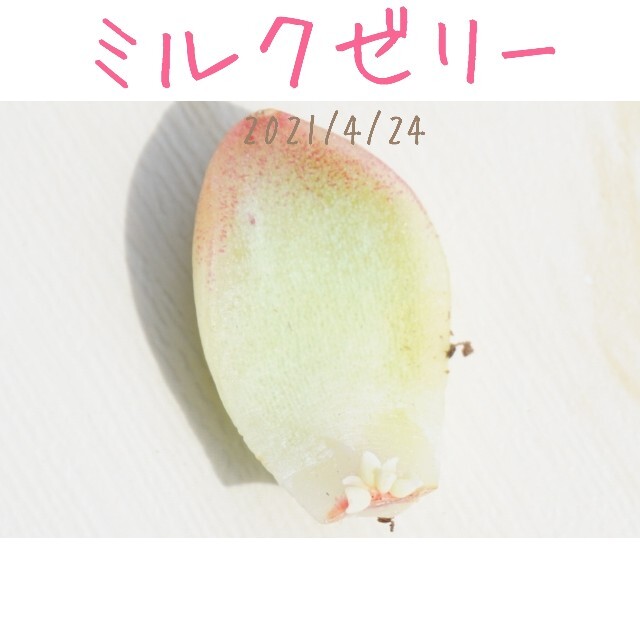 【大人気品種】ミルクゼリー 葉挿し 発芽済み！ 多肉植物