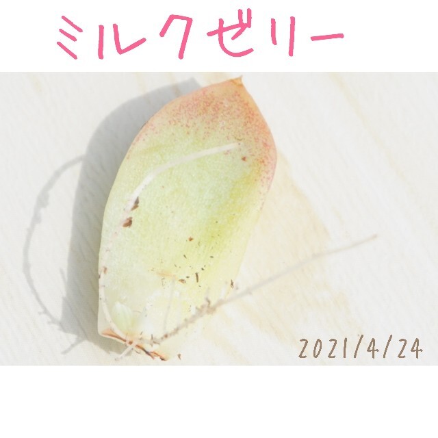 大人気品種】ミルクゼリー 葉挿し 発芽発根済み！ 多肉植物の通販 by ...