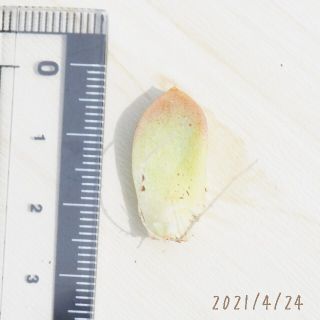 大人気品種】ミルクゼリー 葉挿し 発芽発根済み！ 多肉植物の通販 by ...