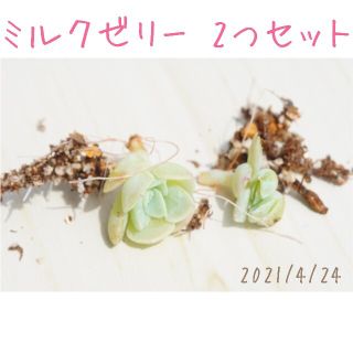 ミルクゼリー 小苗 2つセット 多肉植物(その他)