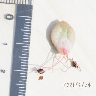 白猫 ホワイトキャッツ 発芽発根済み！ 多肉植物