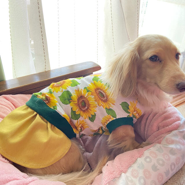 『ひまわり・スカート』　メルロコ　ダックス　犬服 ハンドメイドのペット(ペット服/アクセサリー)の商品写真