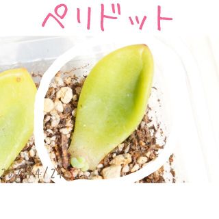 ペリドット 葉挿し 発芽発根済み！ 多肉植物(その他)