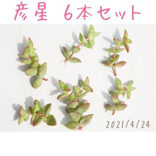 彦星 カット苗 発根済みもあり！ ６本セット(その他)