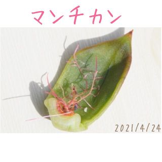 マンチカン 葉挿し 発根済み！ 多肉植物(その他)