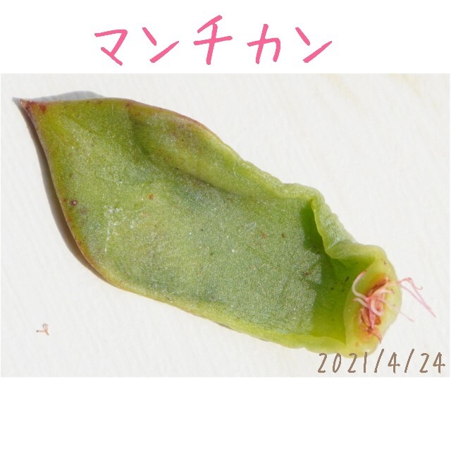 くらしを楽しむアイテム マンチカン 葉挿し 発根済み！ 多肉植物